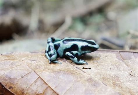 auratus|Iba pa.
